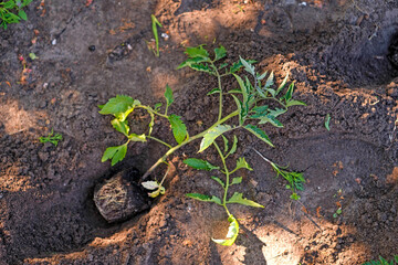 A tomato seedling lies in a hole in the ground. Transplanting sprouts into beds.