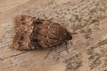 Closeup on the European brown colored Pyramidal Green fruitworm, Amphipyra pyramidea, sitting on wood