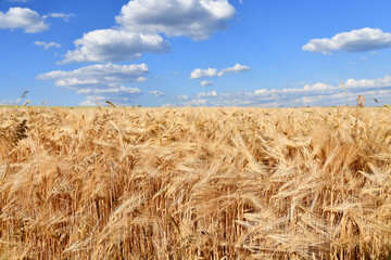 Fototapeta na wymiar Goldgelbe Ähren in einem Weizenfeld