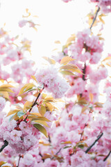 Obraz premium trees bloom in spring. Cherry blossom