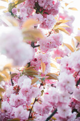 trees bloom in spring. Cherry blossom