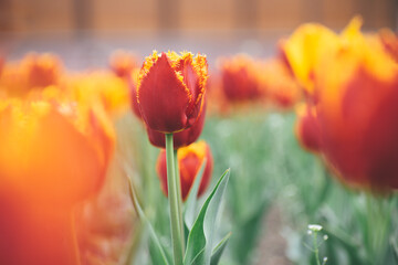 field of tulips blooms in spring