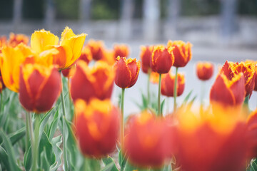 field of tulips blooms in spring