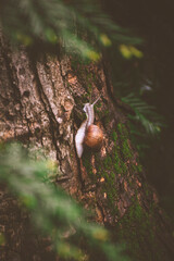 Obraz premium a snail crawls along a tree trunk