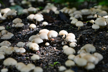 Growing little mushrooms in the nature