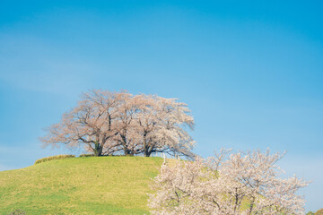埼玉県行田市の桜