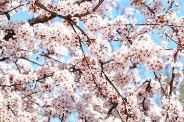 Blooming fruit tree with blue sky in the spring garden. Natural gentle background. Selective focus.