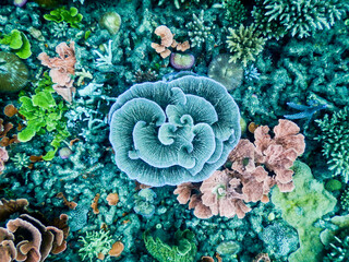 Obraz premium Close-up of colorful coral reef colony in the sea 3.