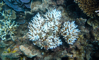 Close-up of bleaching coral reef colony in the sea 1.