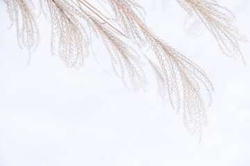 Pampas grass on white background with copy space.