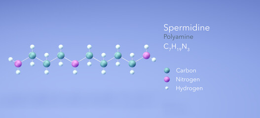 spermidine molecule, molecular structures, polyamine, 3d model, Structural Chemical Formula and Atoms with Color Coding