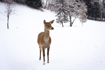 European red deer (Cervus elaphus), stag and doe in the winter forest, Austria, Europe.