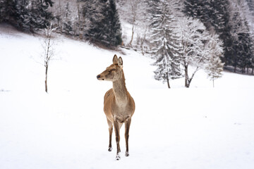 European red deer (Cervus elaphus), stag and doe in the winter forest, Austria, Europe.