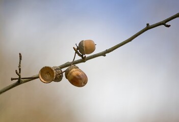 Oak leaf, acorn on oak tree background.  © venars.original