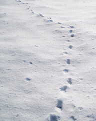 Footsteps in the snow.Footprints of animals in the snow.Winter trail and stalking concept.Trace line in the ice.Marking wild animals in the wild