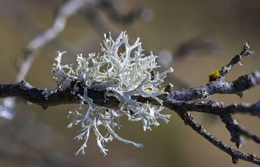 Yellow and white moss and fungus parasite on a tree branch. © venars.original
