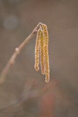 Cats are one of the symbols of spring and Easter. Typically, they are twigs of the willow, with partially budding buds - flowers	