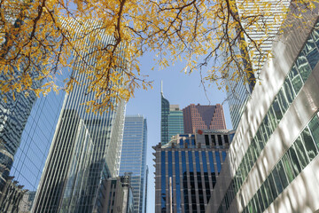  A view of business district buildings through a tree with yellow leaves in the fall