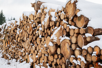 Stacked tree trunk.Tree stacked covered with snow. long tree trunk.Snow on logs stacked against trees. Freshly cut tree wooden logs in the forest waiting for transportation and processing.felled trees