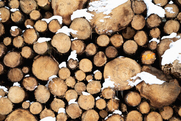 Stacked tree trunk.Tree stacked covered with snow. long tree trunk.Snow on logs stacked against trees. Freshly cut tree wooden logs in the forest waiting for transportation and processing.felled trees