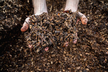Hands holding wood shavings for the garden.Mulching evergreen bed with pine bark mulch.Natural background from recycled wood mulch. Hands holding wood shavings. vegetable garden planting concept