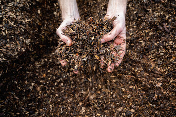 Hands holding wood shavings for the garden.Mulching evergreen bed with pine bark mulch.Natural background from recycled wood mulch. Hands holding wood shavings. vegetable garden planting concept