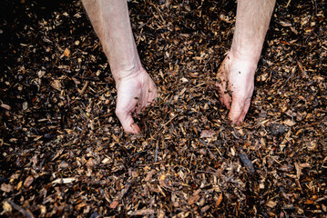 Hands holding wood shavings for the garden.Mulching evergreen bed with pine bark mulch.Natural...