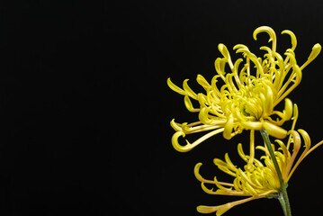 黄色の管物菊