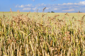 Gewöhnlicher Weizen in einem Feld zusammen mit feinen Gräsern