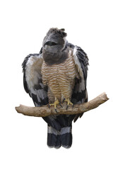 Crested eagle. Morphnus guianensis