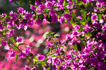 Flowers in garden. Flowers in spring.