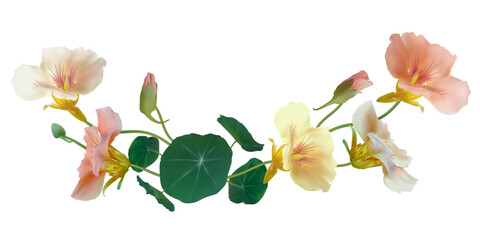 Beautiful flower. Nasturtium. Floral background. Isolated. Round leaves. Green. Pink. Bouquet. Border.