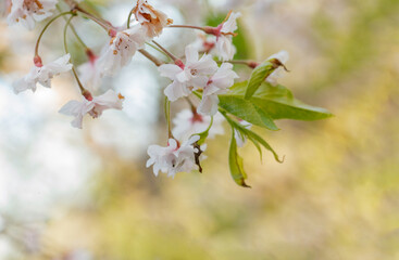 Beautiful natural flowers outdoors. Fresh morning sunny bokeh light background, springtime