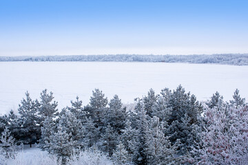 Fototapeta premium Beautiful winter landscape young pines on the shore of a lake covered with snow, selected focus.