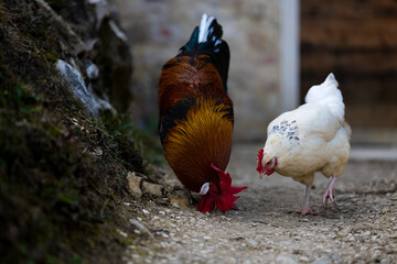Gorgeous proud rooster in his natural habitat with his hen. Red wind crest and colored plumage. Soft and ready bird.