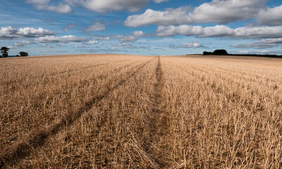 harvested field in the summer with white clouds and blue sky