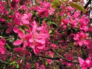 close-up of blooming paradise apple-tree