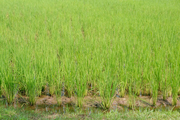 Rice growing in the field .
