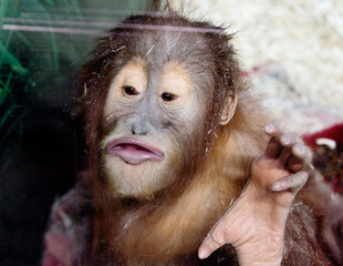 Sumatran orangutan (Latin Pongo abelii).
 This is a large arboreal ape. Orangutans live only in the...