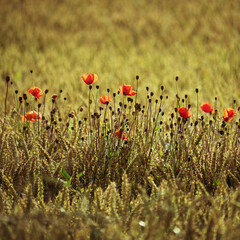 poppies at the edge of a wheat field