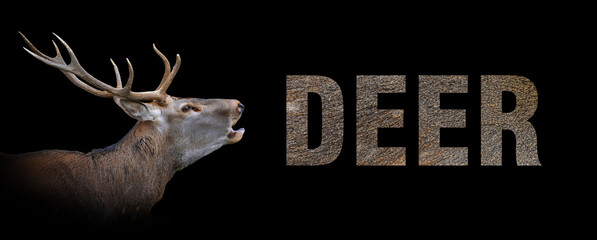 Portrait of deer with a name on a dark background. The text is from her fur