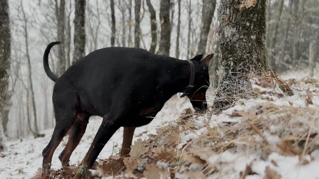 Doberman Pinscher, Dog Sniffing Fallen Leafs In The Snowy Forest Winter Cold Day 