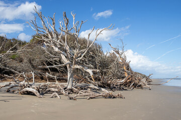 Dead trees on the beach at Jekyll Island