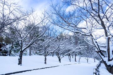 雪の降った桜並木の風景 鳥取県 因幡千本桜