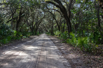 Fototapeta premium path in the woods