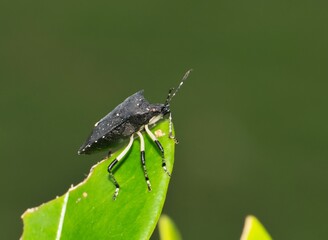 Black Stink bug (Proxys punctulatus) on a leaf in Houston, TX. Side view macro with copy space.