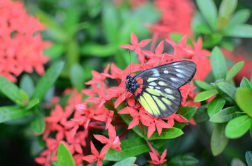 an wild insect , the nature concept image