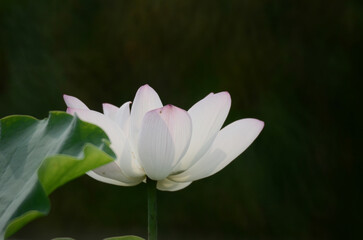 a Lotus flower and Lotus flower plants