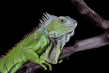 Green iguana on a black background