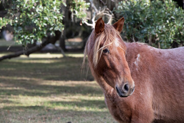 Fototapeta premium Wild horse at Cumberland Island